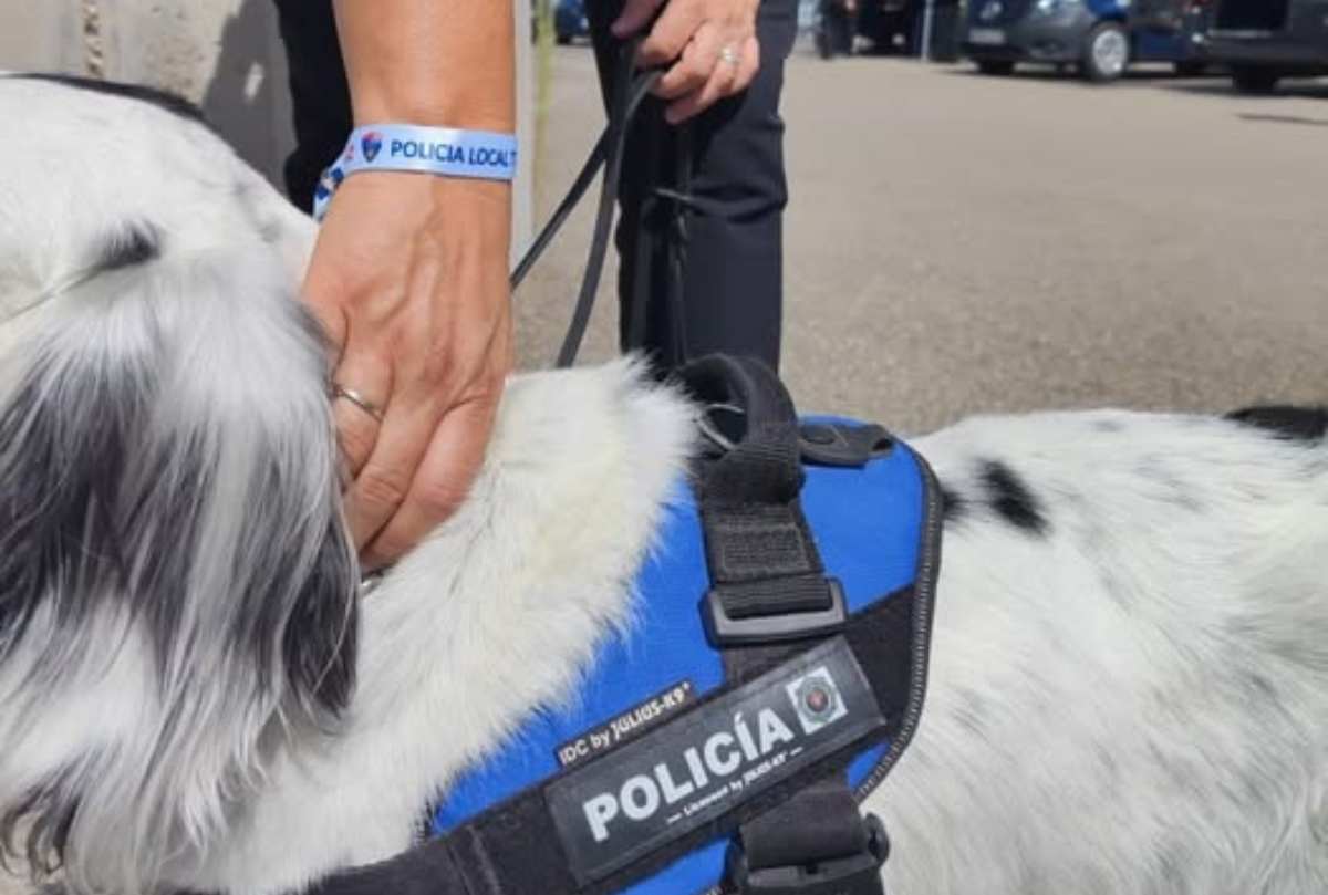 Imagen de la perra sierra de la Policía Local de Toledo.