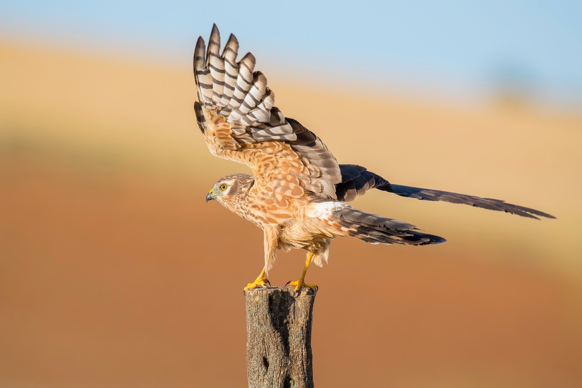 Ejemplar de aguilucho cenizo