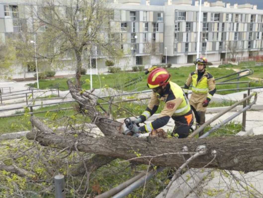 Los bomberos de Toledo, retirando un árbol grande caído en una calle del Polígono. Foto: Bomberos de Toledo.