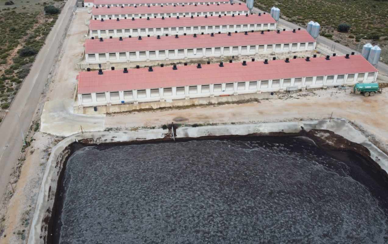 Macrogranja de cerdos en la provincia de Cuenca.