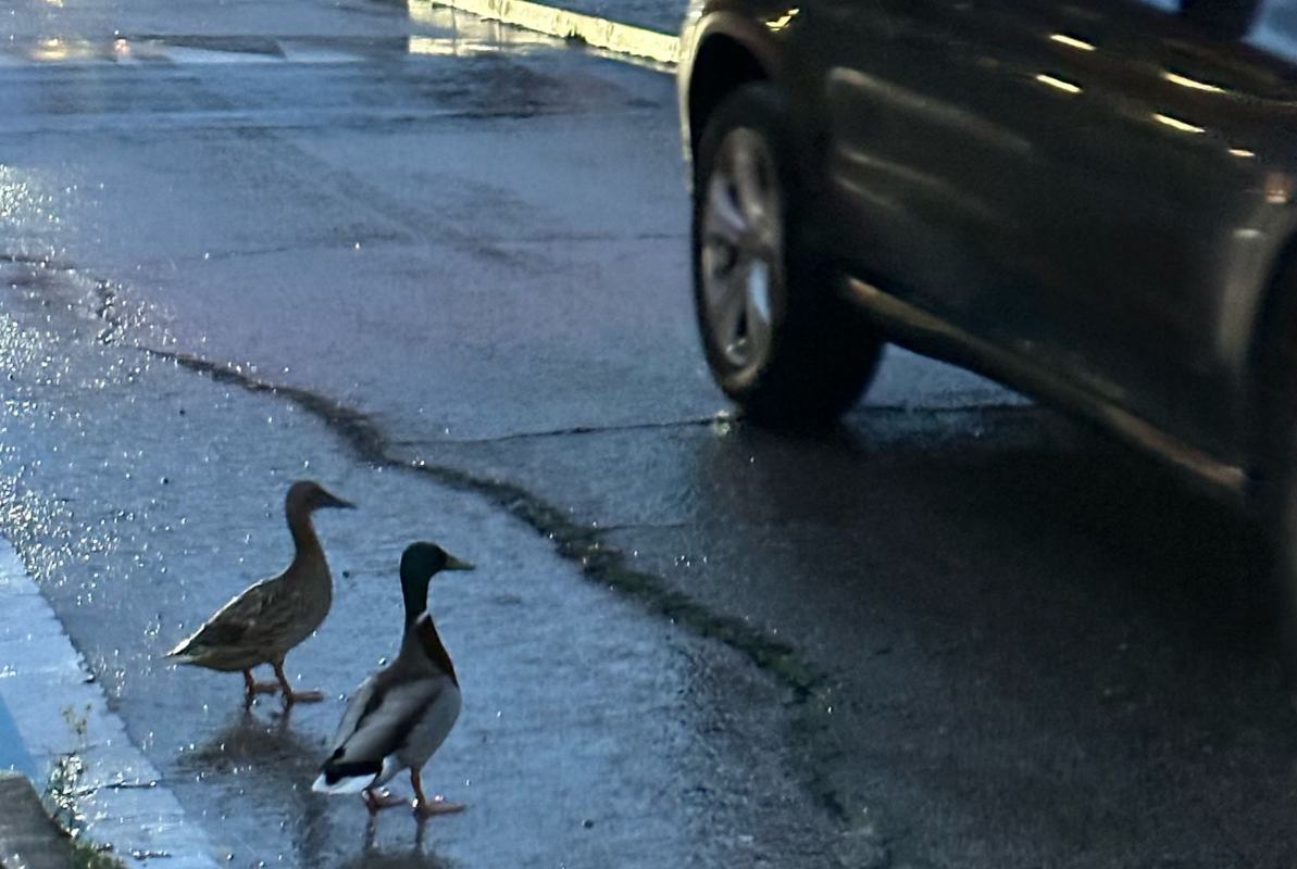 Dos patitos, huyendo de la crecida del Tajo por el barrio de Buenavista de Toledo. Foto: Carmen Herrero.