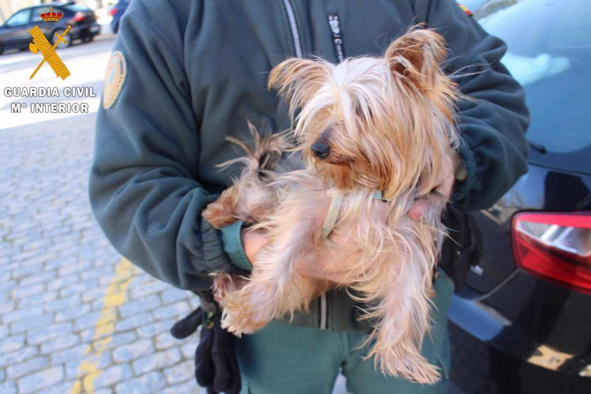 El yorkshire terrier maltratado.