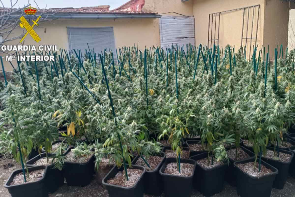 La Guardia Civil incauta 600 plantas de marihuana en una urbanización de un pueblo de Cuenca. Foto: Guardia Civil